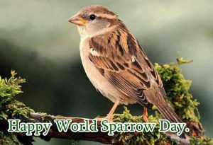 World Sparrow Day Quotes and Messages