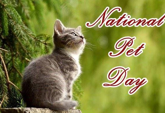 National Pet Day Quotes and Messages