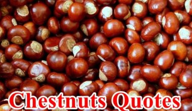 Chestnuts Quotes